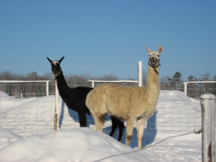 Les Lamas de Brossac