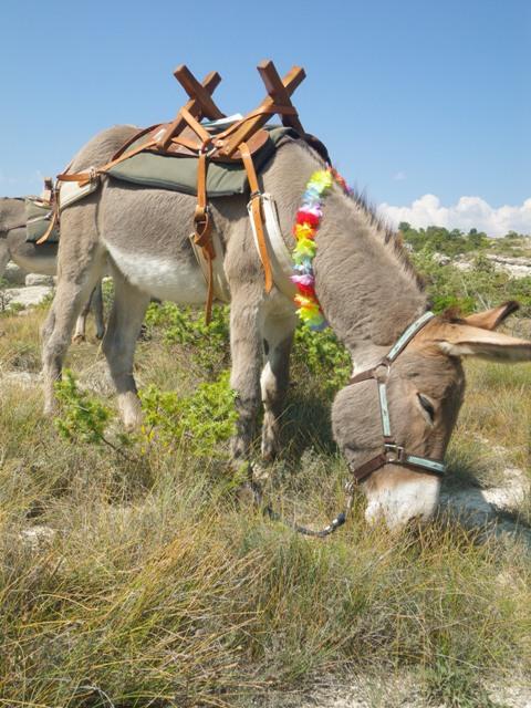 Les Ânes de Forcalquier