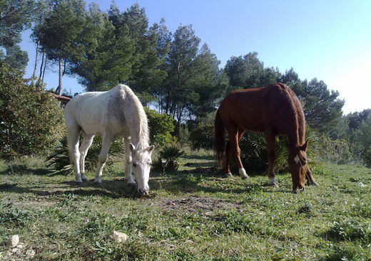 Les Paddocks d'Epona