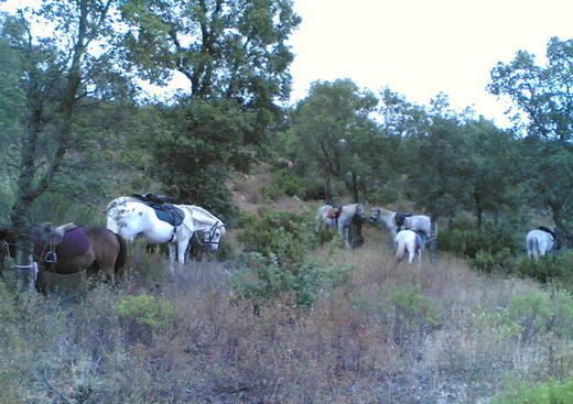 Les Poneys du Verderet