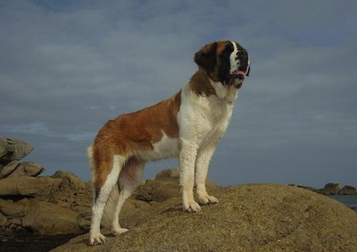 Les Saint-Bernard des Légendes de Bretagne