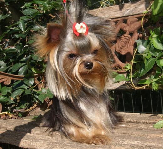 Les Yorkshire Terriers Of Meadow Cottage