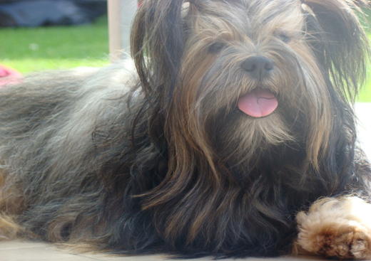 Lhassa Apso de Fausca