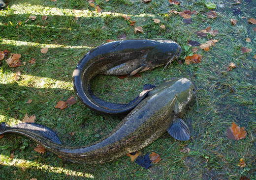 Mâcon Centre de Pêche au Gros