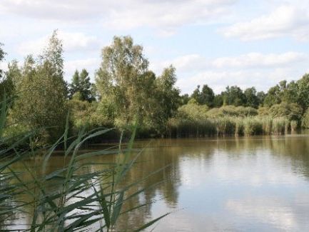 Marais de Saint-Gond