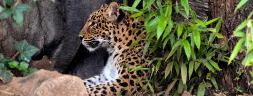 Ménagerie, le Zoo du Jardin des Plantes