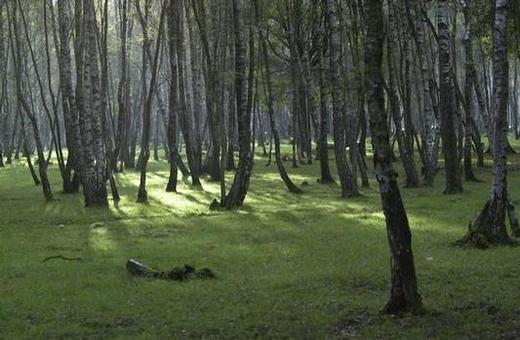 Office National des forêts