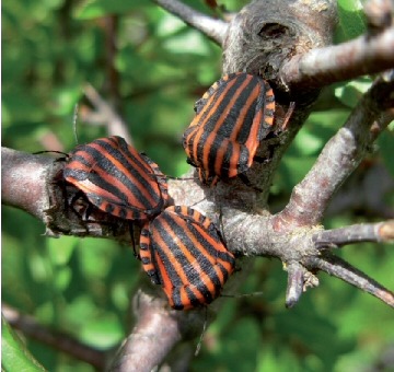 Office pour les Insectes et leur Environnement