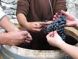 Organic Wine Tours