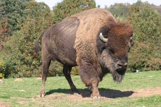 Parc Animalier de Pradinas