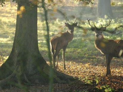 Parc Animalier de Roumare