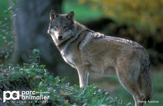 Parc Animalier des Pyrenées