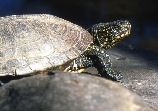 Parc Animalier / le Village des Tortues