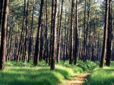 Parc Naturel Régional des Landes de Gascogne