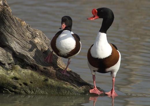 Parc Ornithologique du Pont de Gau