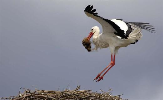 Parc Ornithologique du Teich