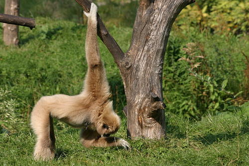 Parc Zoologique d'Amiens Métropole