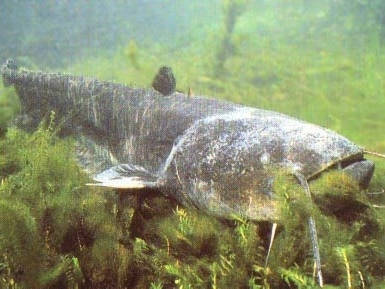 Pêche sportive de l'Etang de Rouge