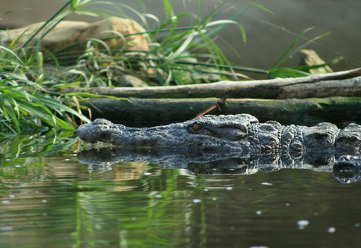 Planète des Crocodiles