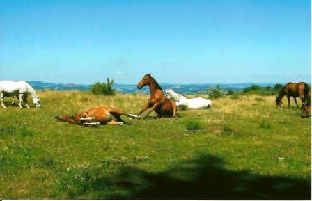 Poney Club de Cenves