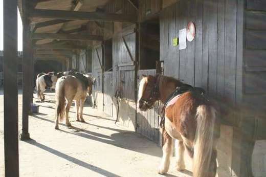 Poney Club de Maison Neuve - Écuries Propriétaires