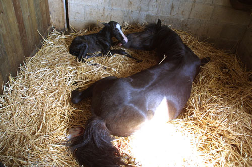 Poney Club des Terrasses