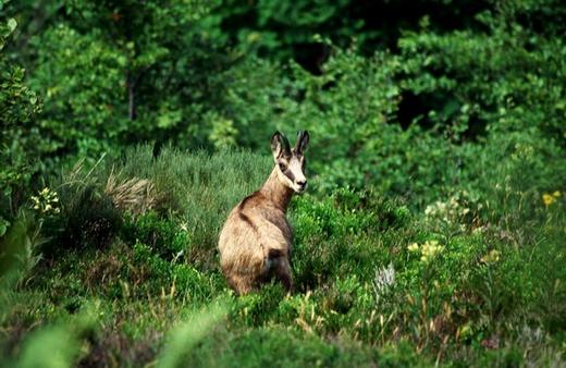 Randonnée  Accompagnée "Des Chamois Sur un Volcan""