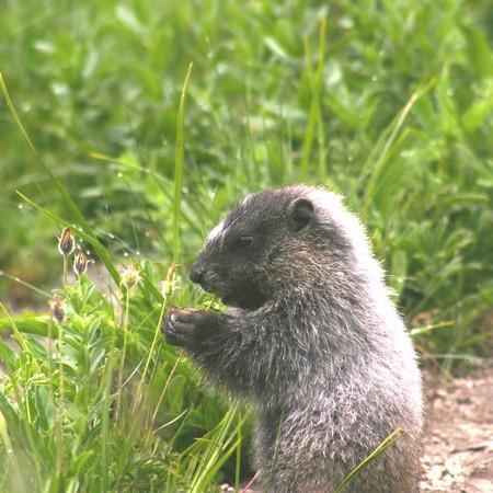 Randonnée  Accompagnée "Les Marmottes en Famille""