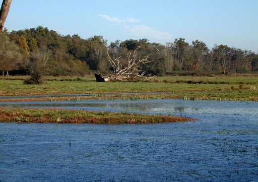 Réserve Naturelle des Marais de Bruges