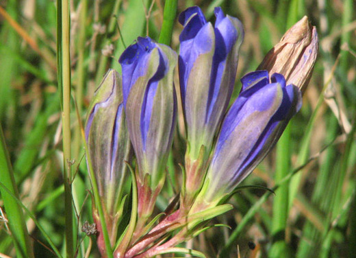 Réserve Naturelle du Pinail