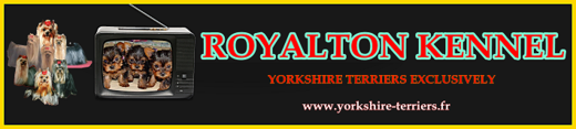 Royalton Yorkshire Terriers