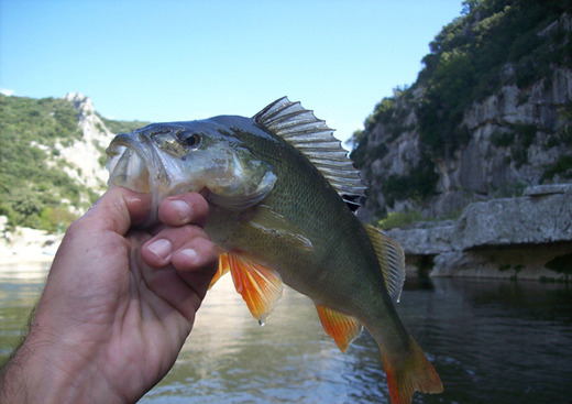 Stéphane Jouve, Moniteur de Pêche