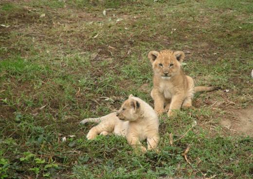 Safari Parc de Haute Saintonge