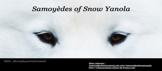 Elevage Samoyedes Of Snow Yanola