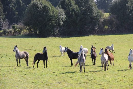 Segala Equitation