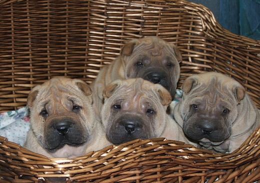 Shar-Pei des Terres d'Arédie