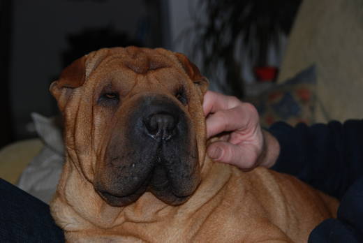 Sharpei Of The Sandskin Domain