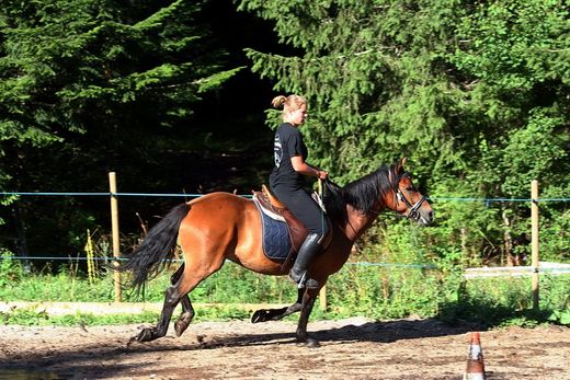 Stages d'équitation