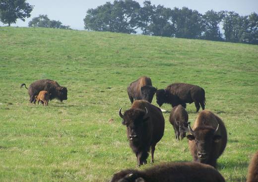 Tatanka - Buffalo Bison - Audes