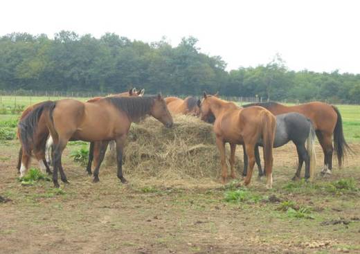 Vacances à cheval à la ferme