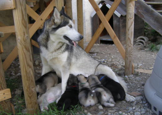 Valg'aux Loups - Alaskan Malamutes