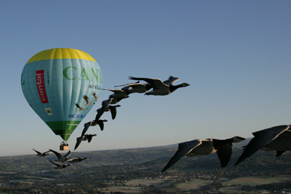 Voler avec les Oiseaux