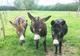 Association les ânes du Gâtinais à Arbonne la Foret