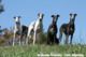 Coordonnées Bakara's Greyhounds
