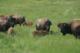 Bisons d'Auvergne - Elevage Bovin à Rocles (03)