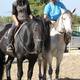 Cavaliers de la Louviere - Centre Equestre à Bedoin