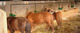 Centre Equestre de Vienne Le Couzon à Vienne