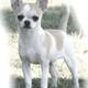 Chihuahuas du Moulin de Kerliviry - Elevage Chihuahua à Cleder