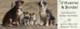 D'Austral et Boreal - Elevage Terrier Jack Russell à Ormesson sur Marne (94)