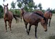 École d'Équitation de Bedee - la Nouaye - Centre Equestre à La Nouaye